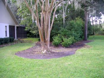 Planting some side-yard bushes