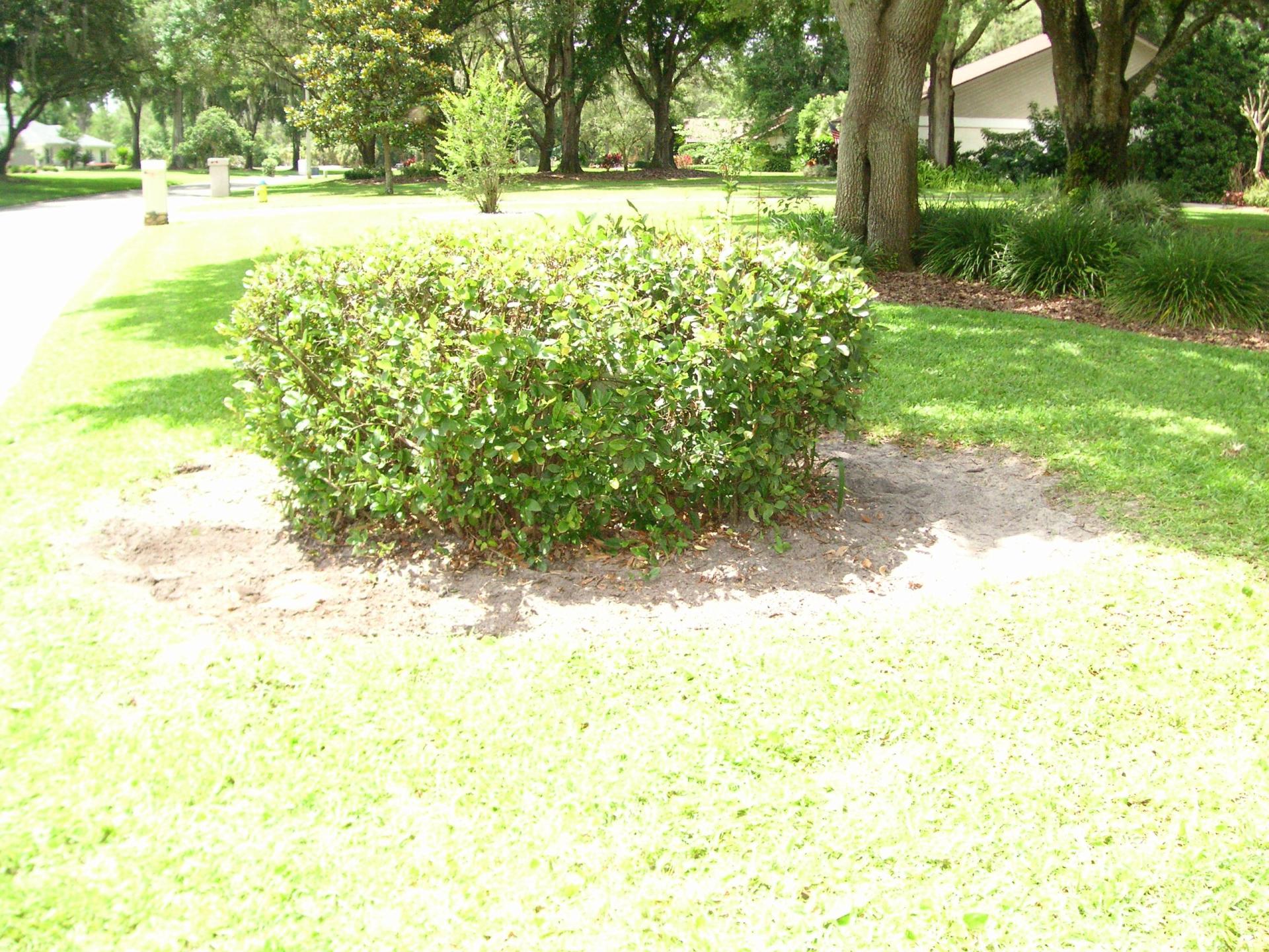 2022-05-08_Crepe-myrtle-hardscape_16