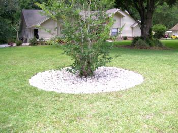 Crepe myrtle hardscape