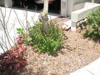 Cutting down a crepe myrtle