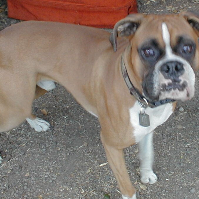 Charlie_Jackson_1999_Christmas_Chopper Chopper paying attention at Charlie Jackson's 1999 Christmas party. At the house on Ferguson Drive in Mountain View CA. It's torn down now.