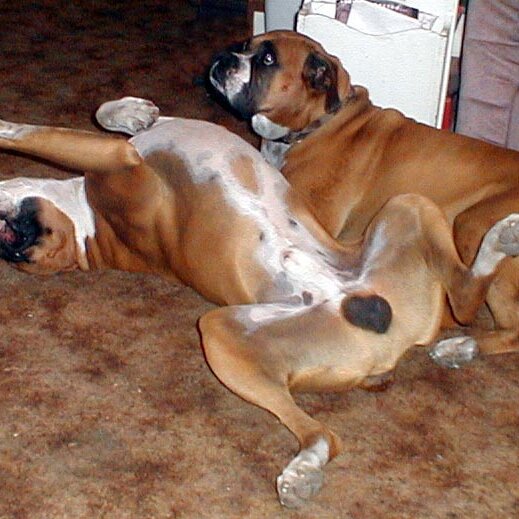 2000-06-28x17-07-20_Chopper_Ginger_at_Lee_Webster_birthday Chopper and Ginger. At the house on Ferguson Drive in Mountain View CA. It's torn down now. No EXIF date, so I guessed time and date.