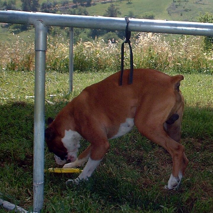 Charlie_Jackson_4-20_Party_2002-04-20x14-07-31 Chopper at the party. Held at 12780 Clayton Road, San Jose, CA. (It's a roofer now.)