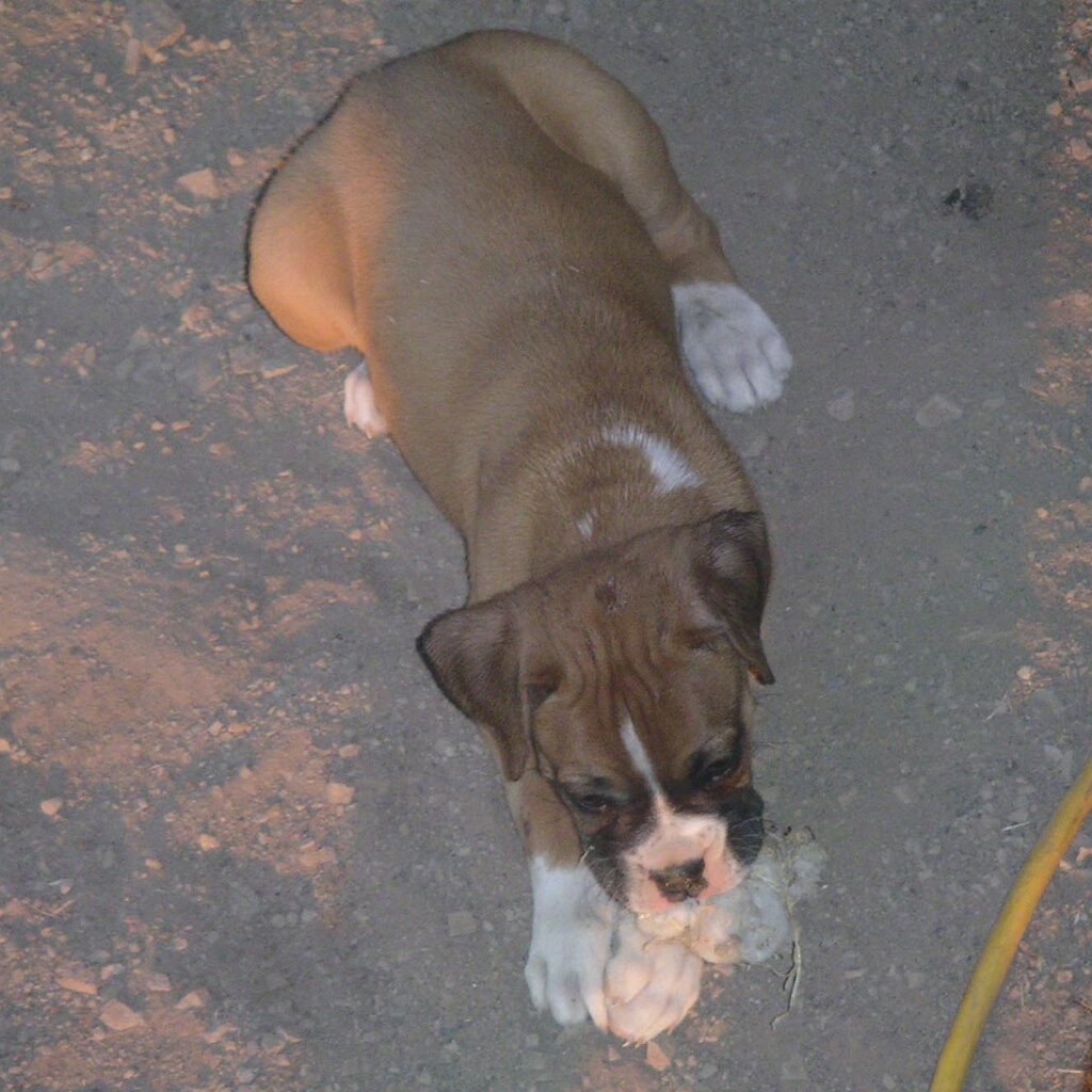 Charlie_Jackson_visit_2003-10-11x18-29-04 Chopper, Ginger's pup, at Charlie Jackson's place at 12780 Clayton Road, San Jose, CA. (It's a roofer now.) Nobody's home.