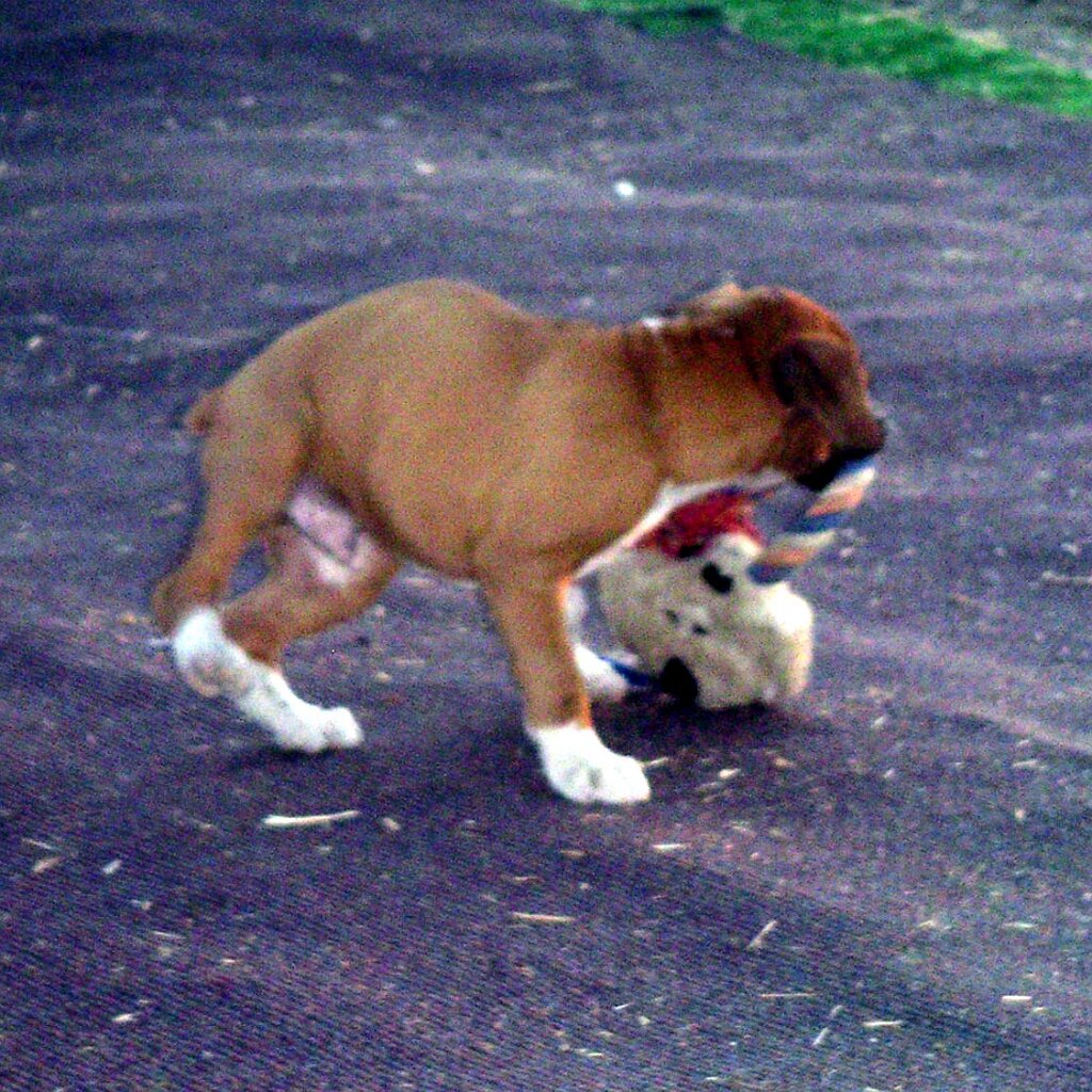 Charlie_Jackson_visit_2003-10-11x18-30-04 Chopper, Ginger's pup, at Charlie Jackson's place at 12780 Clayton Road, San Jose, CA. (It's a roofer now.) Nobody's home.
