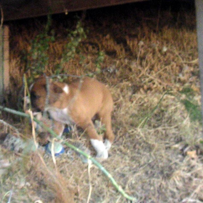 Charlie_Jackson_visit_2003-10-11x18-30-21 Chopper, Ginger's pup, at Charlie Jackson's place at 12780 Clayton Road, San Jose, CA. (It's a roofer now.) Nobody's home.