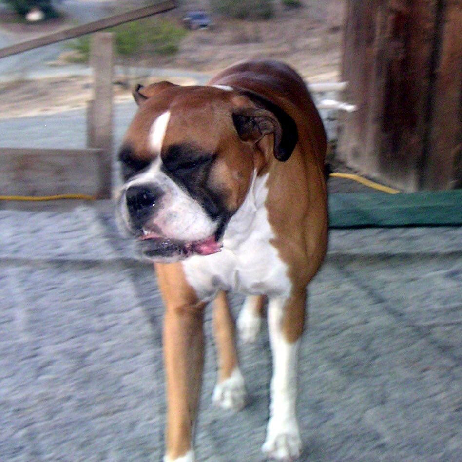 Charlie_Jackson_visit_2003-10-11x18-30-51 Ginger at Charlie Jackson's place in 2003, at 12780 Clayton Road, San Jose, CA. (It's a roofer now.) Nobody's home.
