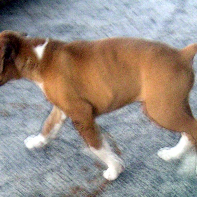 Charlie_Jackson_visit_2003-10-11x18-30-54 Ginger at Charlie Jackson's place in 2003, at 12780 Clayton Road, San Jose, CA. (It's a roofer now.) Nobody's home.